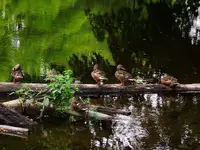 063.webp