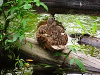 070.webp