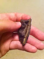 ImageUploadedByTreasureNet.com1438989448.591956.webp
