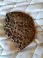 fossil.webp