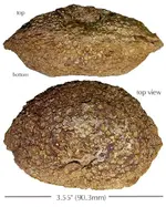 algae_dasyclad_pseudomorph.webp