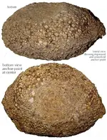 algae_dasyclad_pseudomorph (2).webp