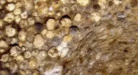 algae_dasyclad_pseudomorph (3).webp