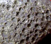 algae_dasyclad_pseudomorph (5).webp