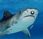Tiger-shark1.webp