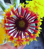 001.webp