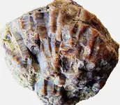 lithostrotionellaB.webp