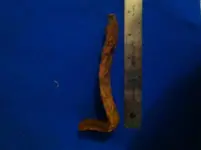 buttplate.webp
