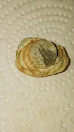20150831_182729.webp