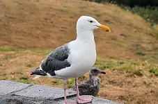 seagull.webp seagull.webp