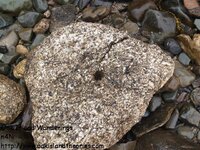 Oak Island - drilled stone1.jpg