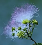 031.webp
