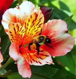 034.webp