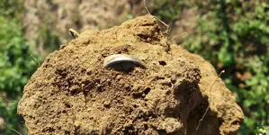 Ring in Dirt.webp