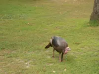 tom turkey 001.webp
