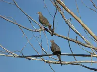 doves 2.webp