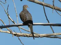 doves 3.webp