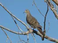 doves 4.webp