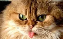 ImageUploadedByTreasureNet.com1441285029.123193.webp