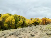 cottonwoods hwy 50 gunnison.webp