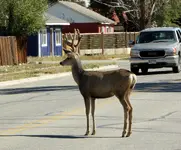 deer in BV.webp