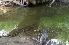Muddy Rider.webp