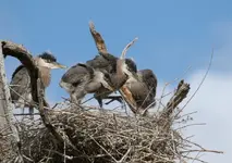 Heron chicks 2.webp