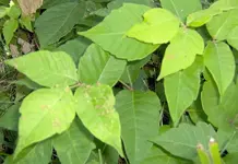 Poison_Ivy.webp