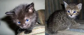 Kittens.webp