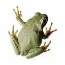 frog.webp
