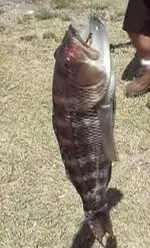 aaron fish jetty.webp