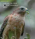 geico edited.webp