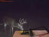 Wisconsin Deer Trap.webp