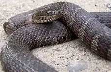 nothern water snake.webp
