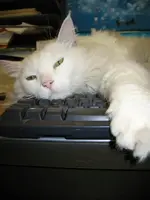 homey1.webp
