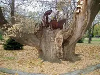 Big Tree by Creek.webp