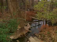 JJ Creek 3.webp