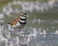 Killdeer.webp