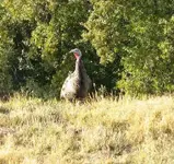 turkey.webp