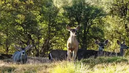 deer.webp
