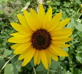 macro 1.webp