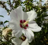 macro 2.webp