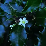 021.webp