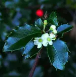 028.webp