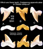 cretalamna or otodus.webp cretalamna or otodus.webp