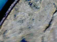 2002 d penny 006.webp