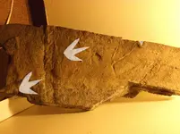 Dinosaur Track Outlines (Smaller).webp