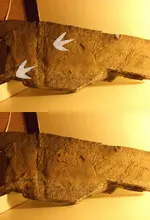 Dinosaur Track Outlines Comparison (Half Size).webp