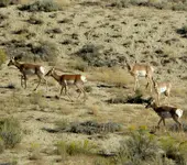 flaming gorge 915 2.webp
