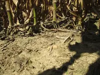 #227 in situ resized.webp